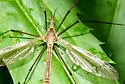 Tipula paterifera - photo 3