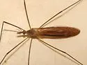 Tipula paterifera - photo 4
