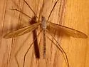 Tipula paterifera - photo 5
