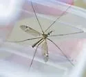 Tipula praecisa