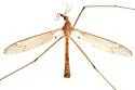Tipula praecisa - photo 2