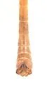 Tipula praecisa - photo 3