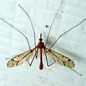 Tipula pubera - photo 2