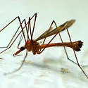 Tipula pubera - photo 3