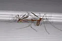 Tipula pubera - photo 4