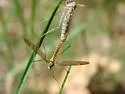 Tipula rossmani