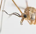 Tipula rossmani - photo 2