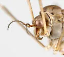 Tipula rossmani - photo 3