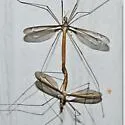 Tipula sackeniana