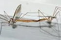 Tipula sackeniana - photo 2