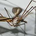 Tipula sackeniana - photo 3
