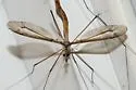 Tipula sackeniana - photo 4