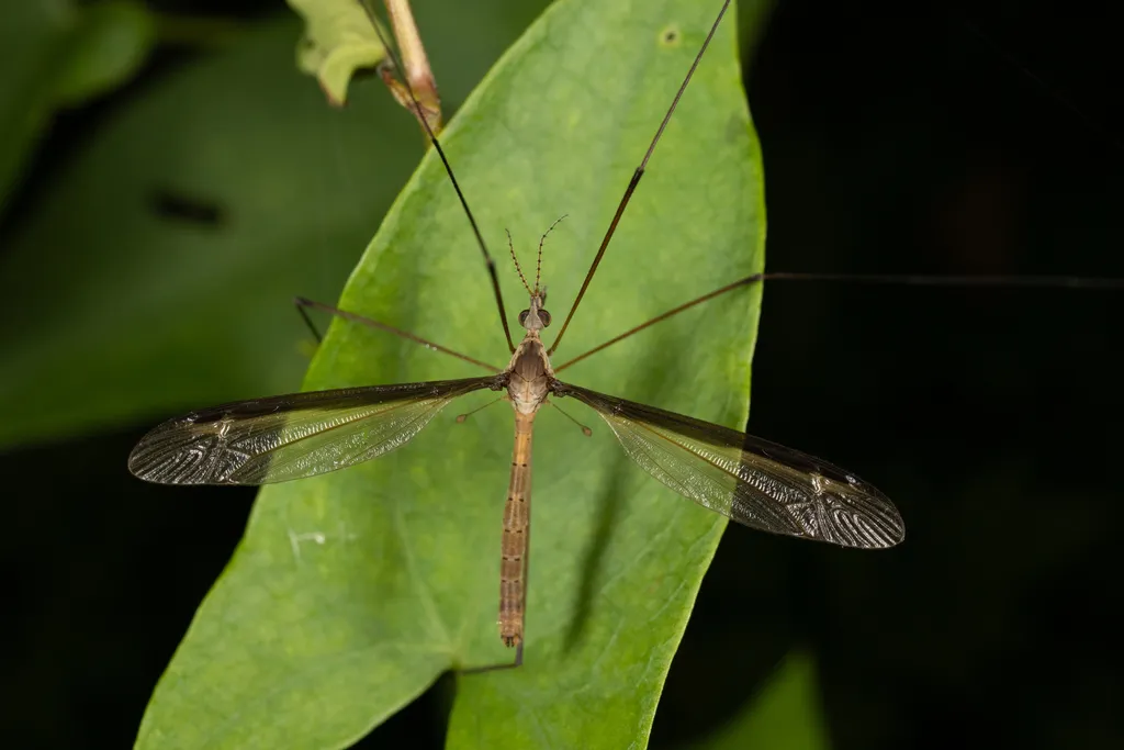 Tipula sayi - photo 2