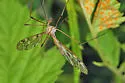 Tipula senega - photo 2