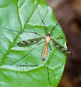 Tipula senega - photo 3
