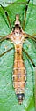 Tipula senega - photo 4