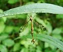 Tipula senega - photo 5