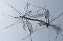 Tipula silvestra