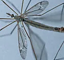 Tipula silvestra - photo 2
