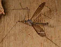 Tipula silvestra - photo 3