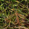 Tipula silvestra - photo 4