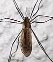 Range Crane Fly - photo 2