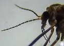 Range Crane Fly - photo 3