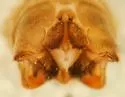 Range Crane Fly - photo 5