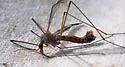 Tipula siskiyouensis