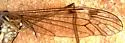 Tipula siskiyouensis - photo 2