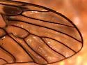 Tipula siskiyouensis - photo 3