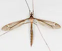 Tipula subeluta - photo 2