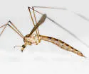 Tipula subeluta - photo 3