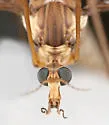 Tipula subeluta - photo 4