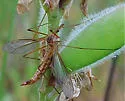 Tipula submaculata - photo 2