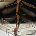 Tipula submaculata - photo 4