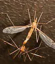 Tipula submaculata - photo 5
