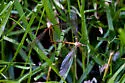 Tipula tephrocephala
