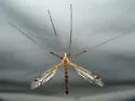 Tipula tephrocephala - photo 3