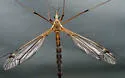 Tipula tephrocephala - photo 4