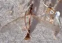 Tipula tergata