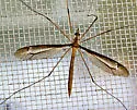 Tipula tricolor