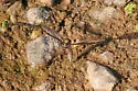 Tipula tricolor - photo 2
