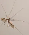 Tipula tricolor - photo 3