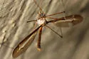 Tipula tricolor - photo 5