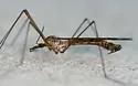 Tipula trivittata
