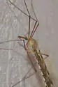 Tipula trivittata - photo 3