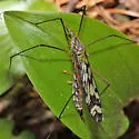 Tipula trivittata - photo 4