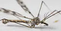 Tipula trivittata - photo 5