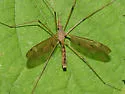 Tipula ultima - Tipula ultima